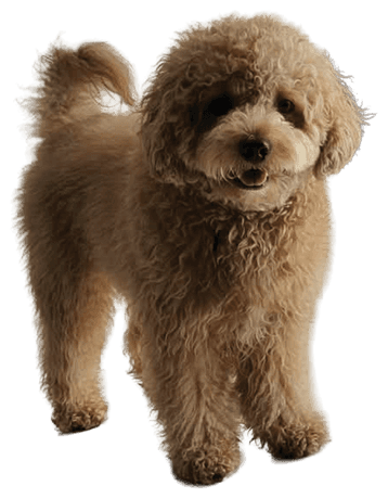 One of my dogs, a curly apricot pup