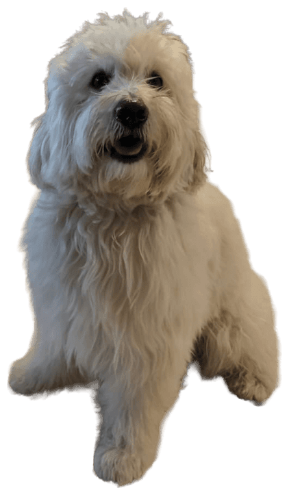 My other dog, a fluffy cream pup