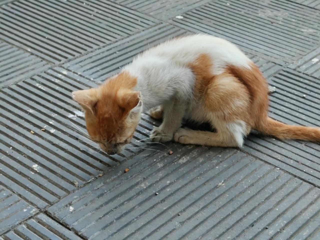 A ginger and white kitten eating off a ridged tiled floor