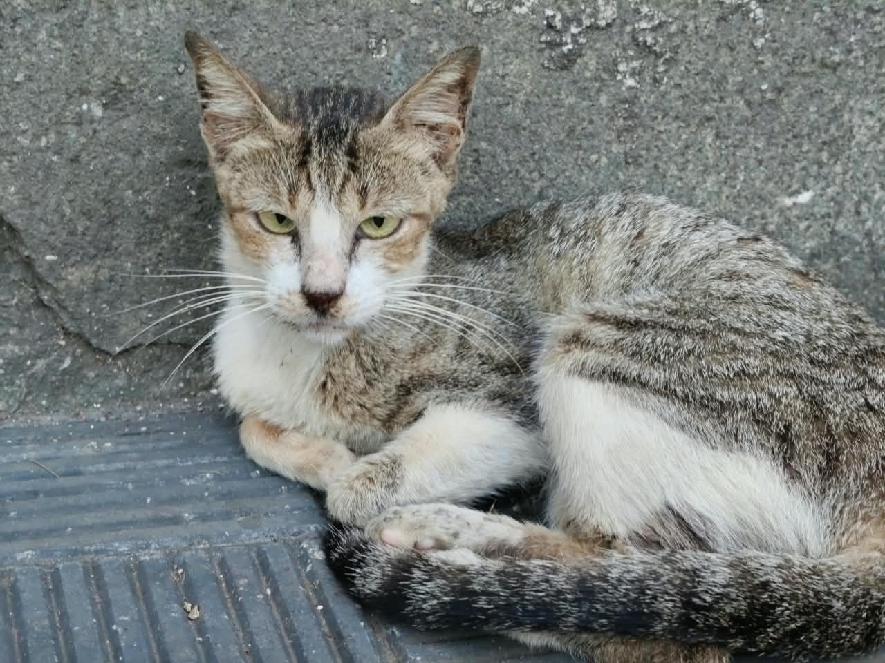 A tabby cat curled against a stone wall, looking straight at the camera